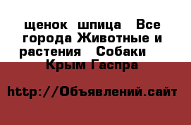 щенок  шпица - Все города Животные и растения » Собаки   . Крым,Гаспра